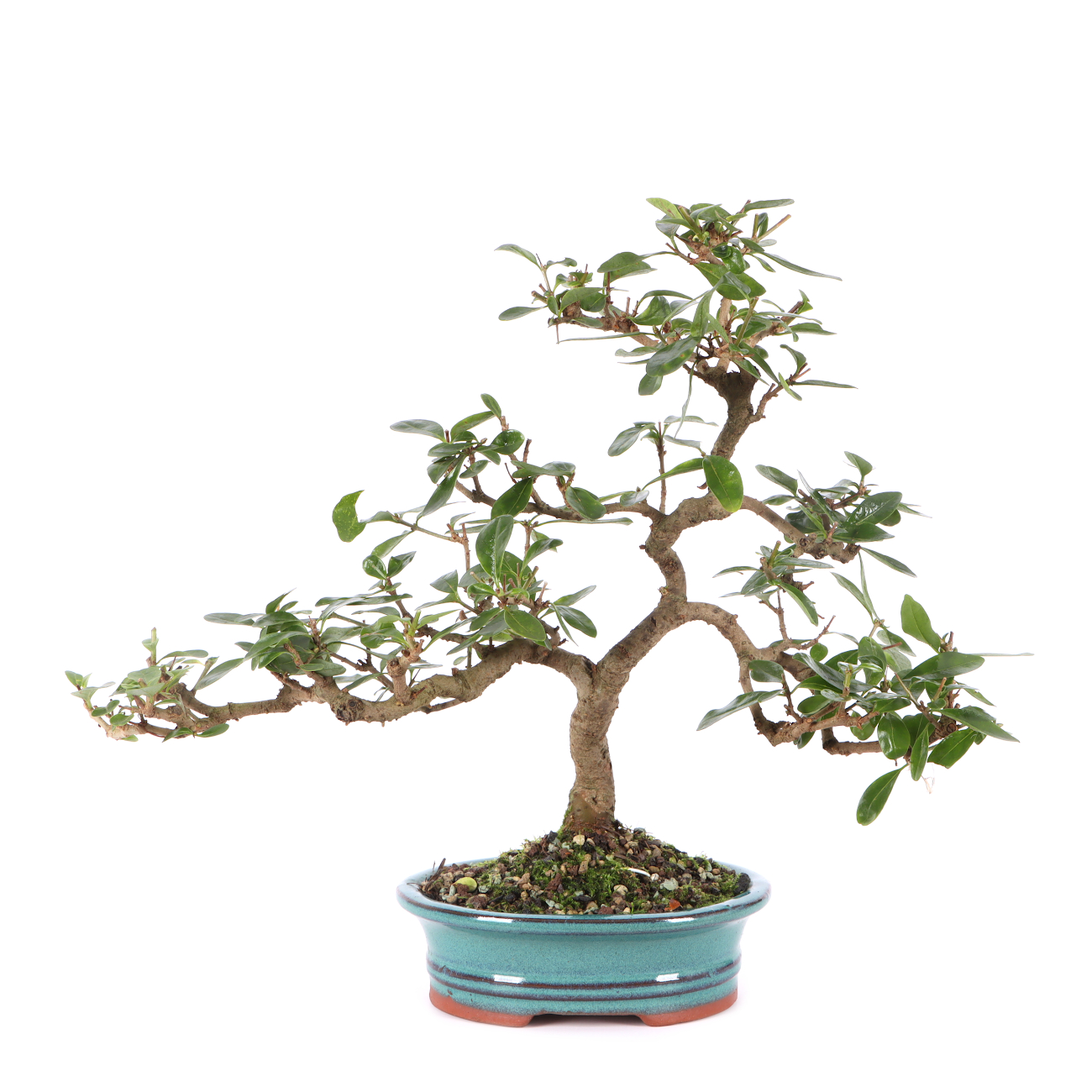 Ligustrum vulgare