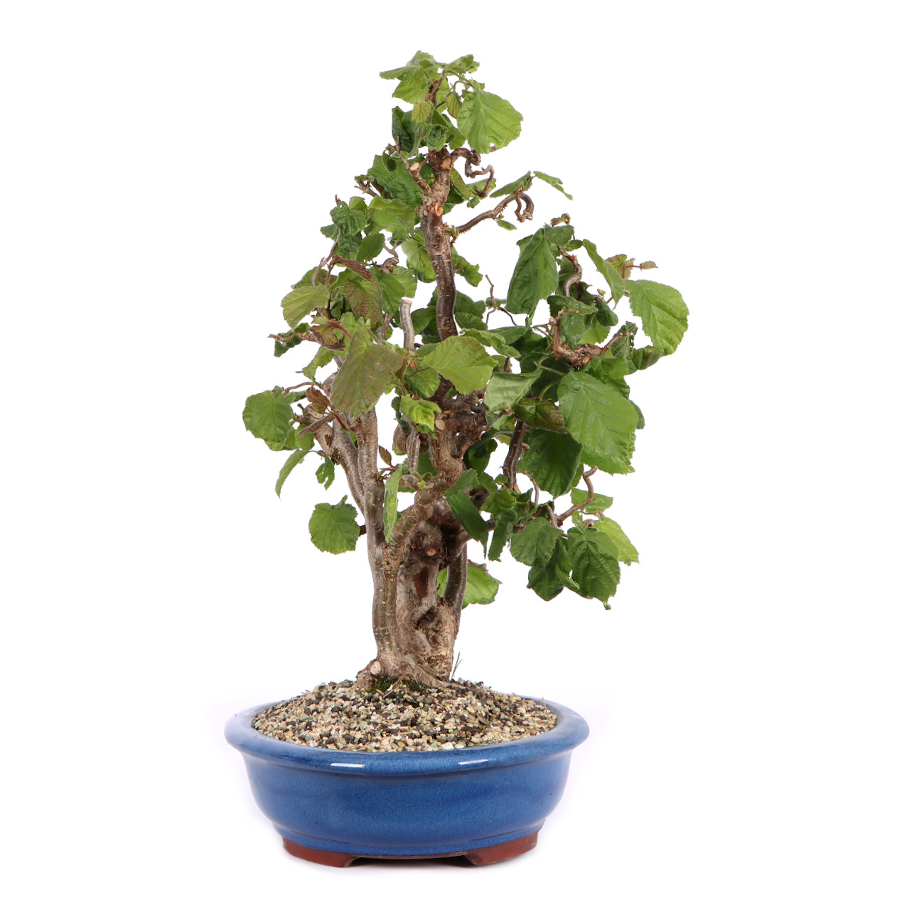 Seitenansicht rechts