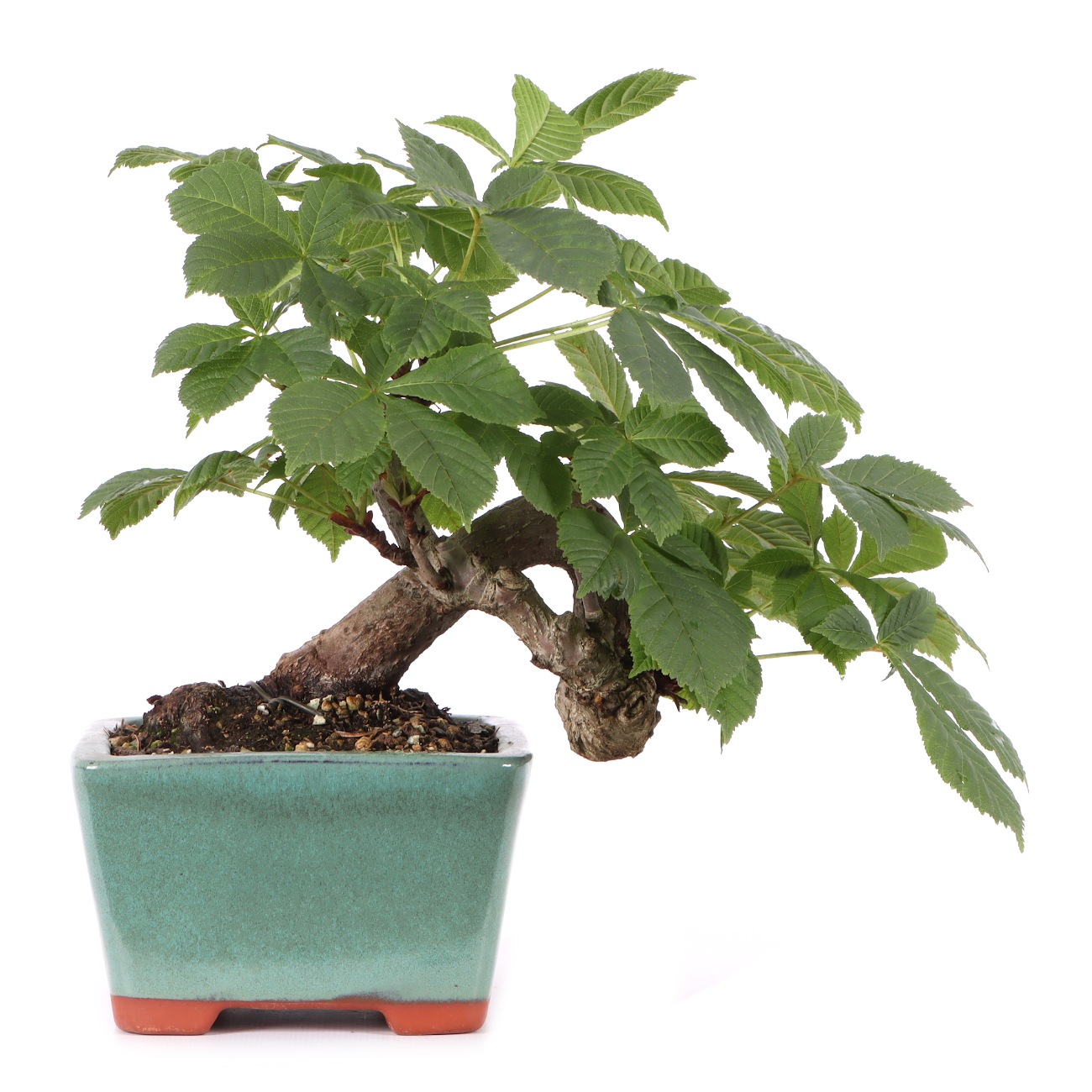 Aesculus hippocastanum