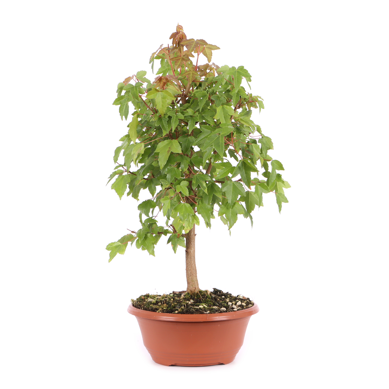 Acer buergerianum