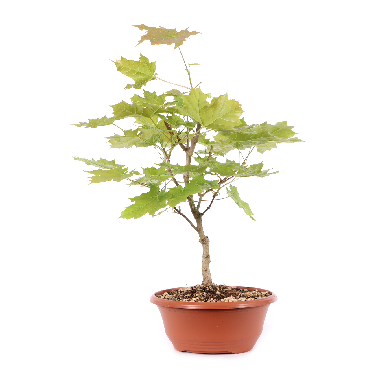 Acer platanoides