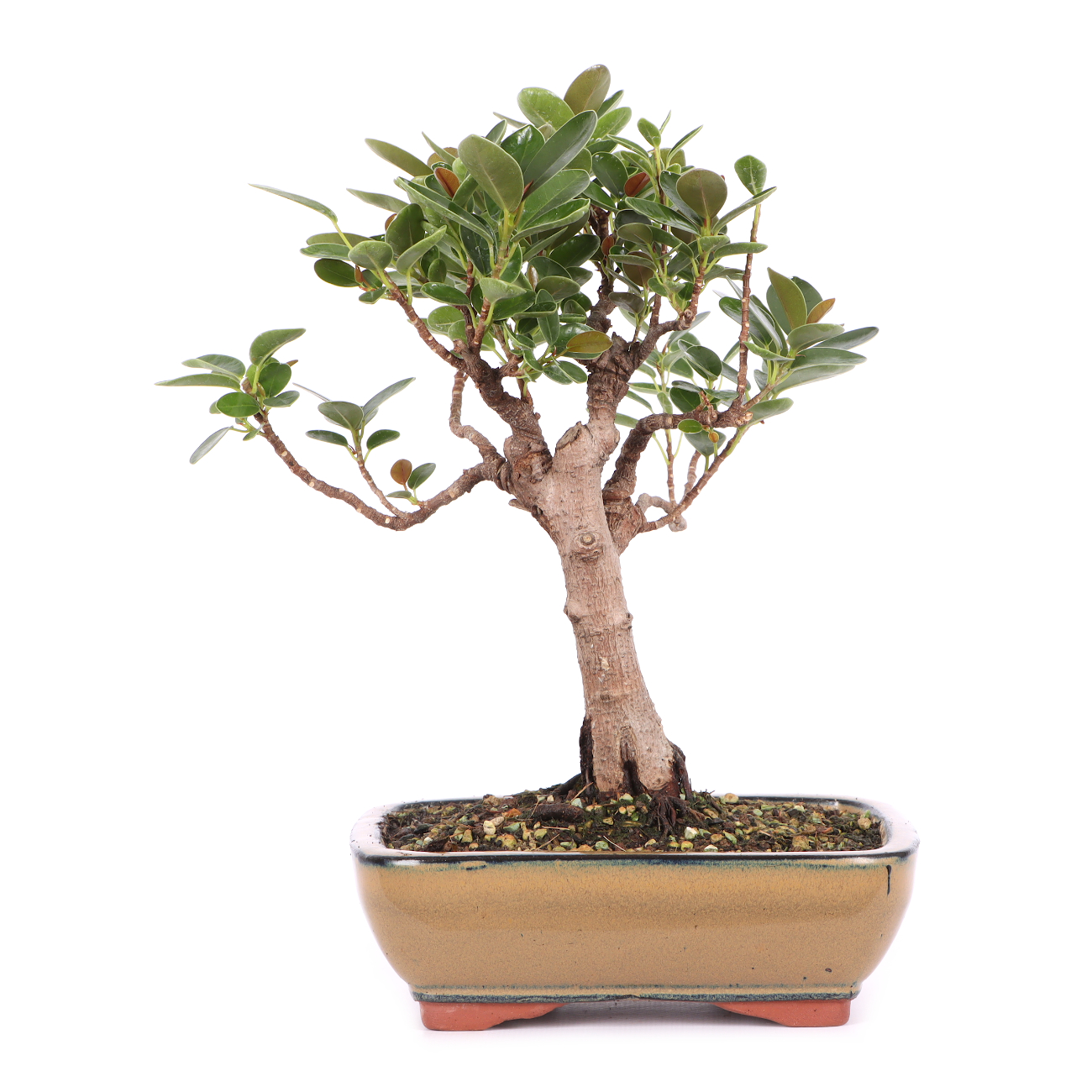 Ficus microcarpa 'Shiny'
