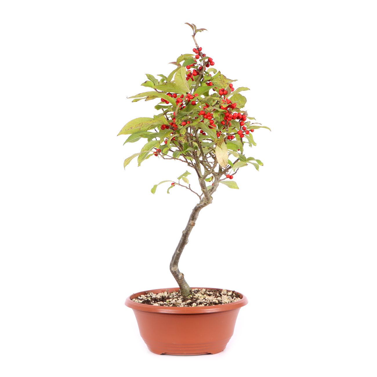 Seitenansicht rechts