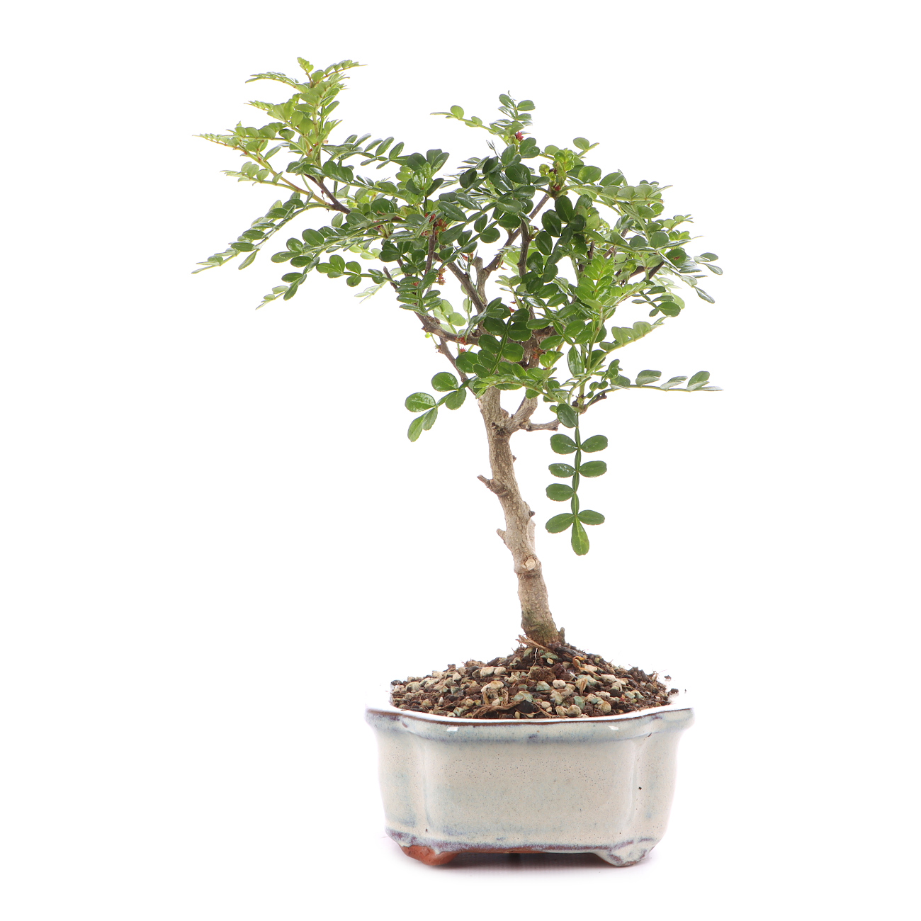 Zanthoxylum spec.