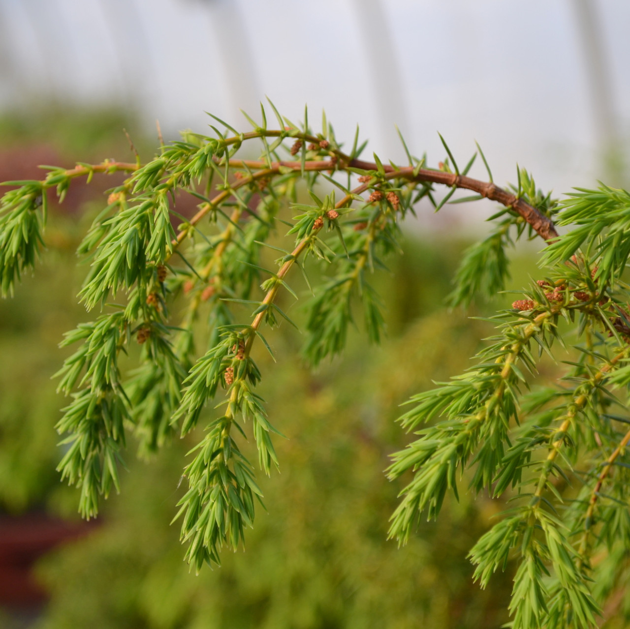 Juniperus communis 'Horstmann' | 1120-P-24-0051